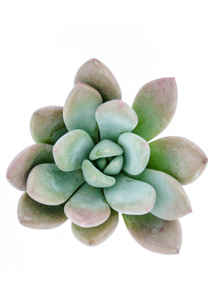 Graptoveria ‘opalina Altman Plants 6234