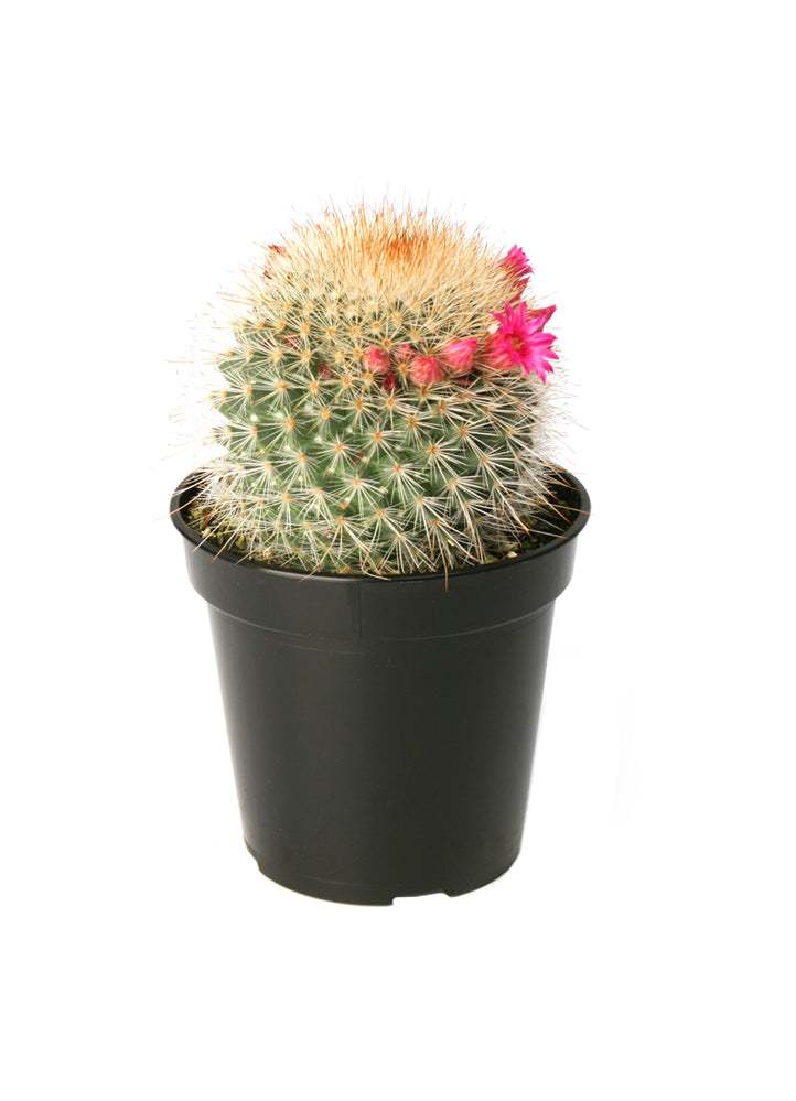Mammillaria spinosissima 'Red Headed Irishman'