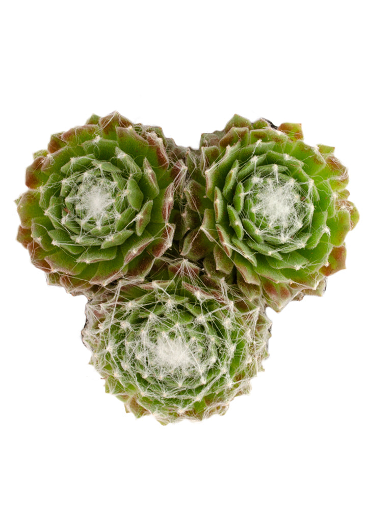 Sempervivum arachnoideum 'Cebense'