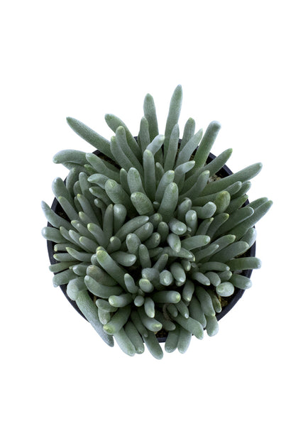 sea anemone succulent Senecio scaposus – Altman Plants