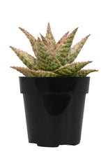 Aloe firecracker front white background