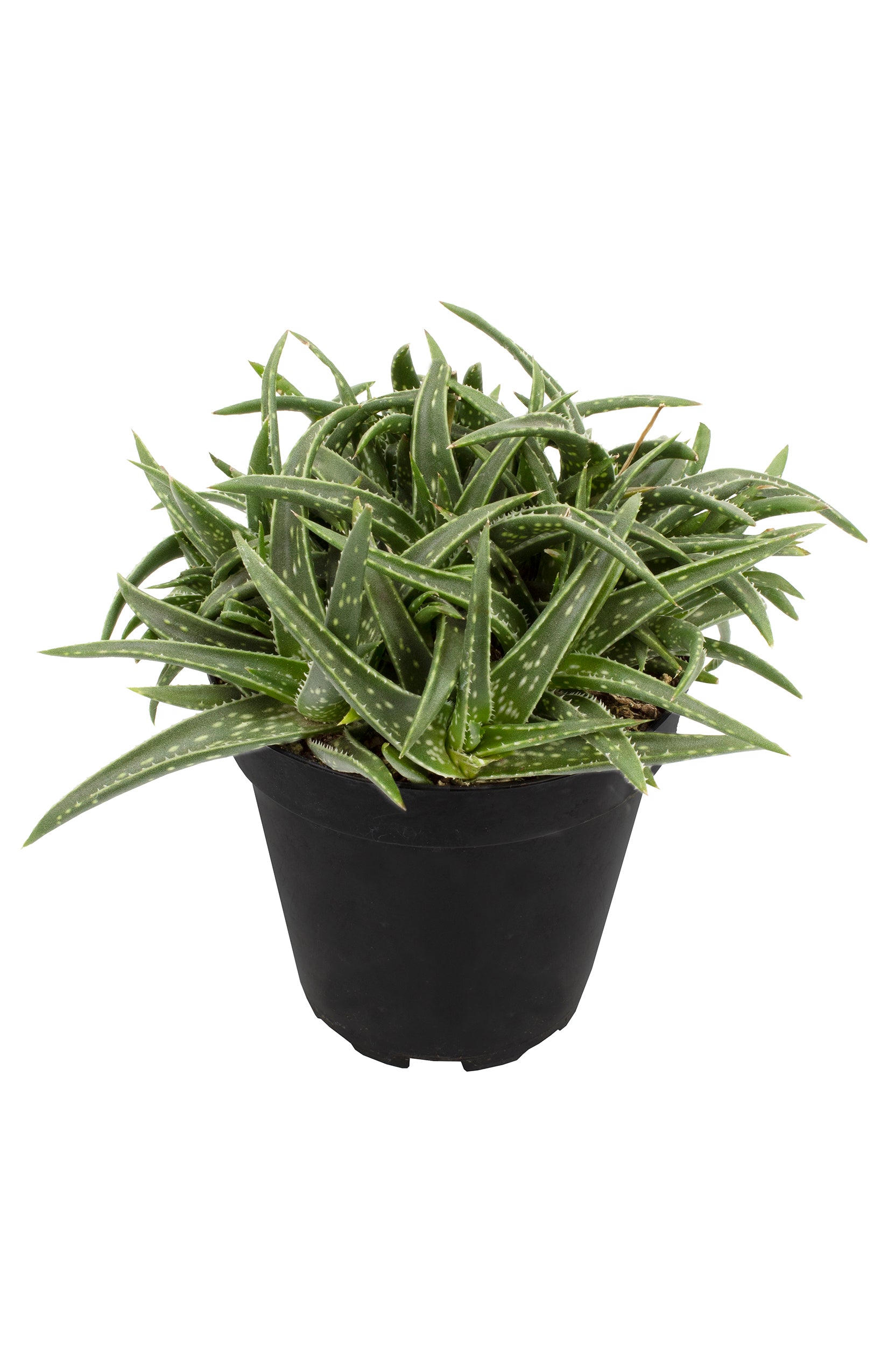 Aloe firebird angle white background