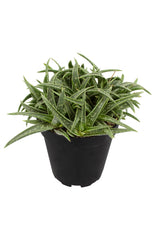 Aloe firebird angle white background