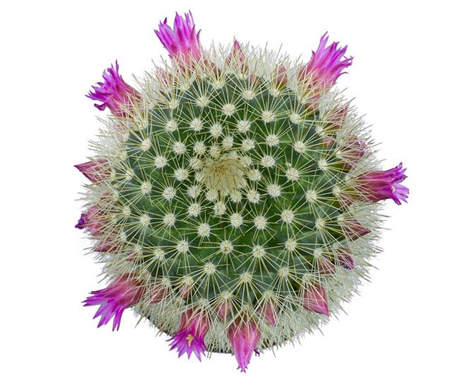 Mammillaria pilcayensis "Bristle Brush"