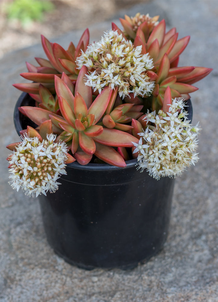 Garden Champions™ Sedum adolphi Firestorm™