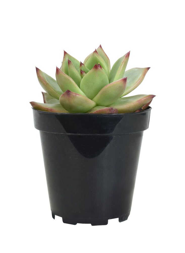 Echeveria agavoides x pulidonis