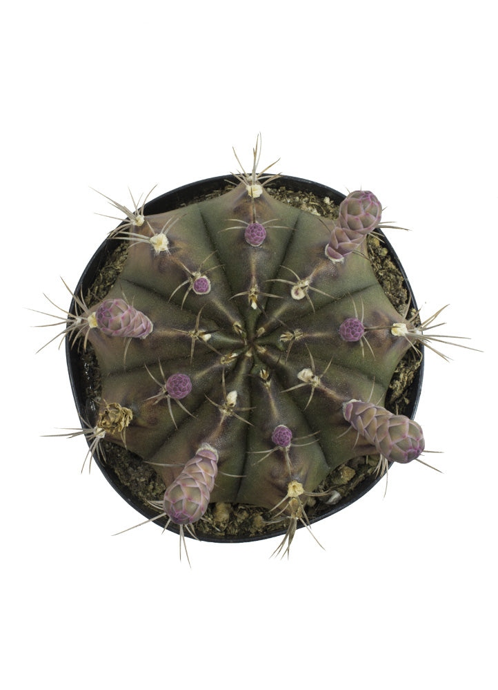 Gymnocalycium mihanovichii friedrichii