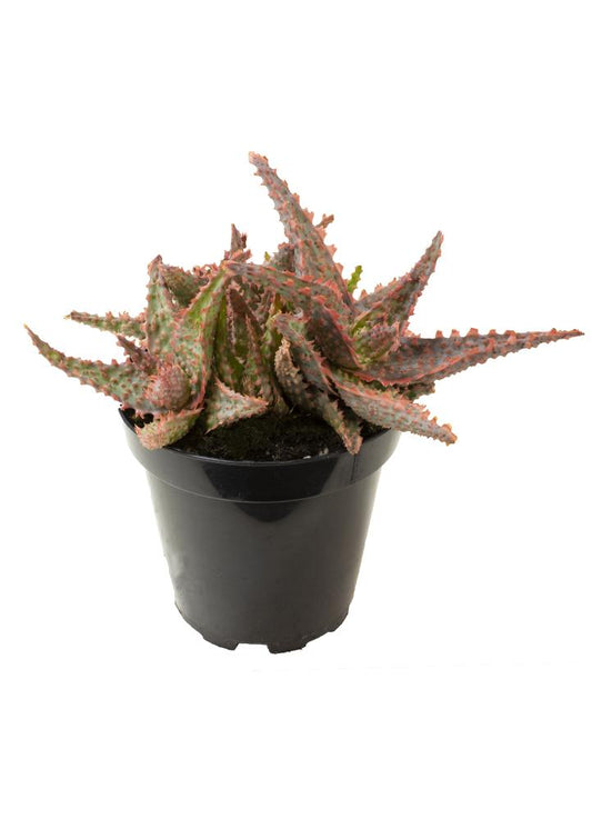 Aloe Oik plant in a pot
