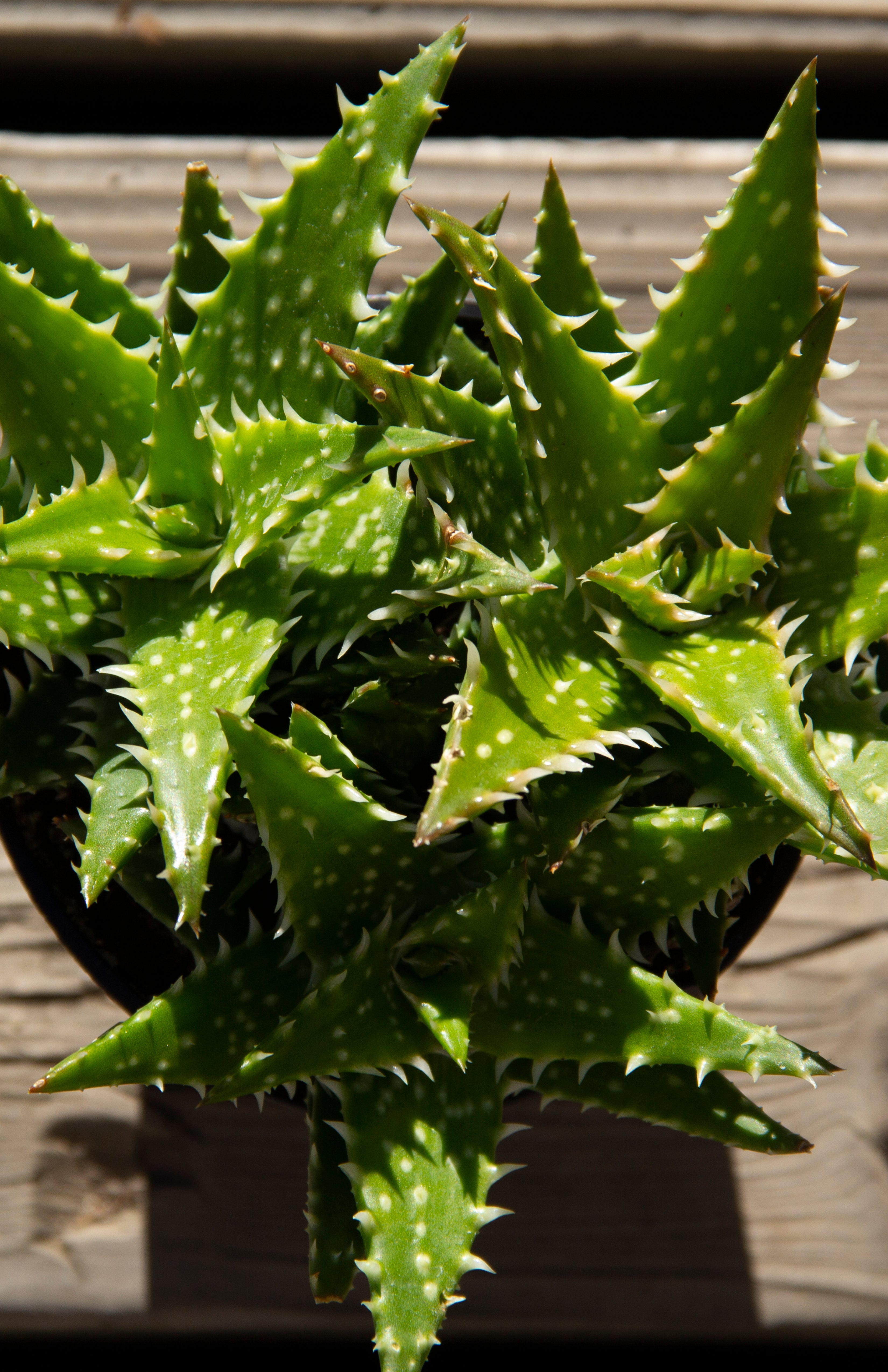 Aloe ‘Minnie Belle’