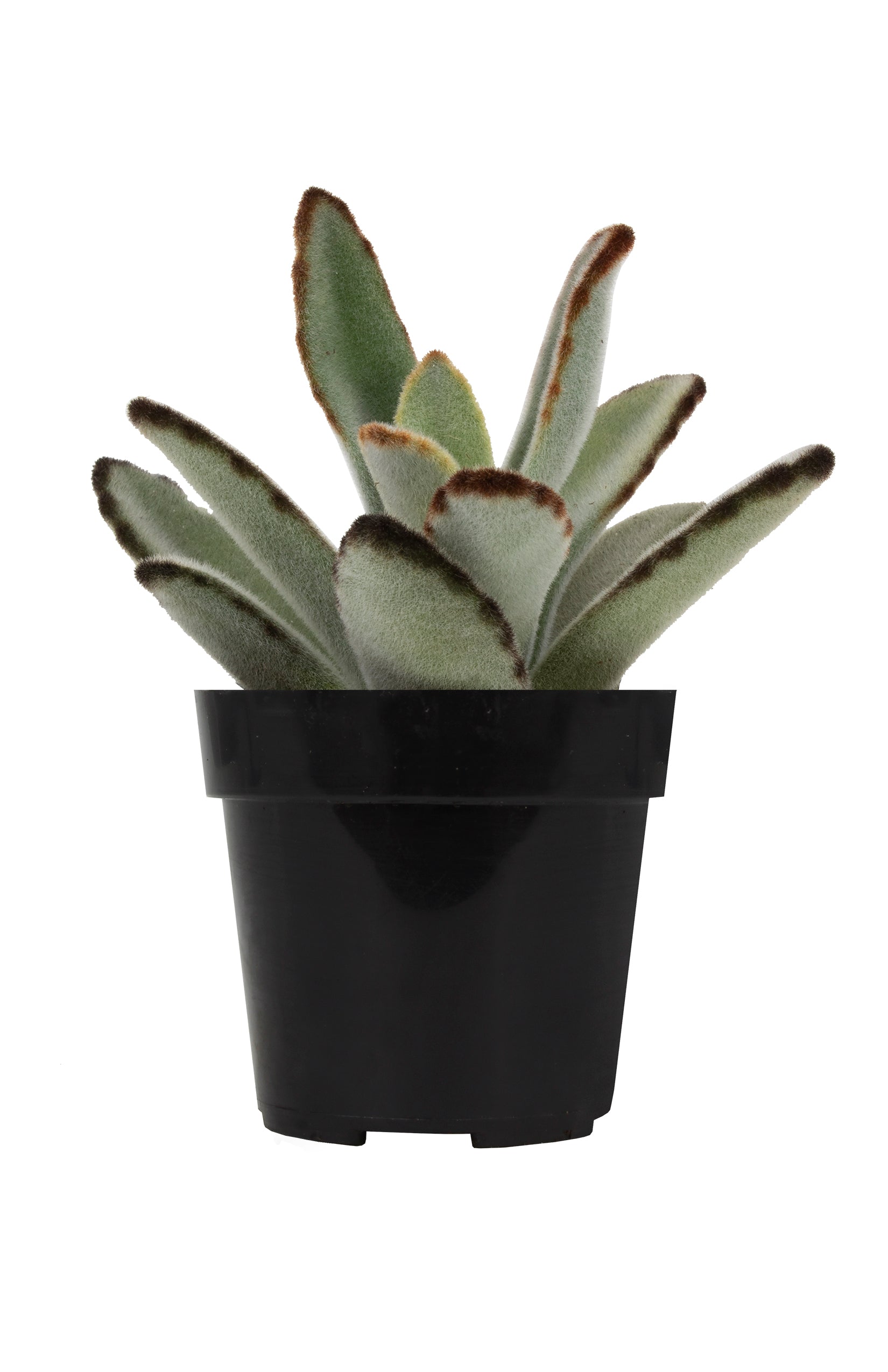 Kalanchoe tomentosa 'Black Tie'