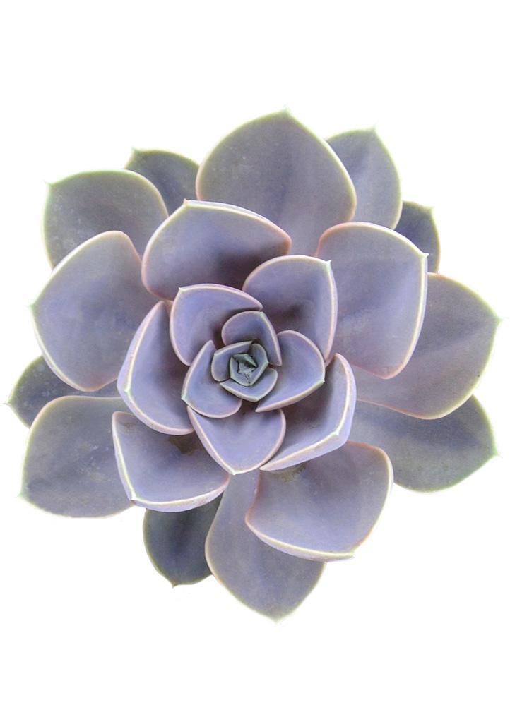 Echeveria ‘Perle von Nurnberg’: Purple, Pink Succulent - Pet-friendly Plant for Cats & Dogs - (3.5") - Drought Tolerant Succulents - Non-toxic Houseplants & Live Plants - Easy Plant Care – Flowering Houseplant