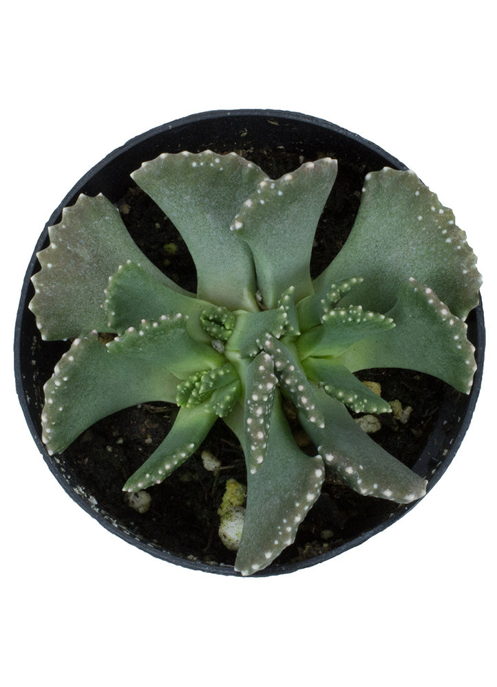 Aloinopsis malherbei