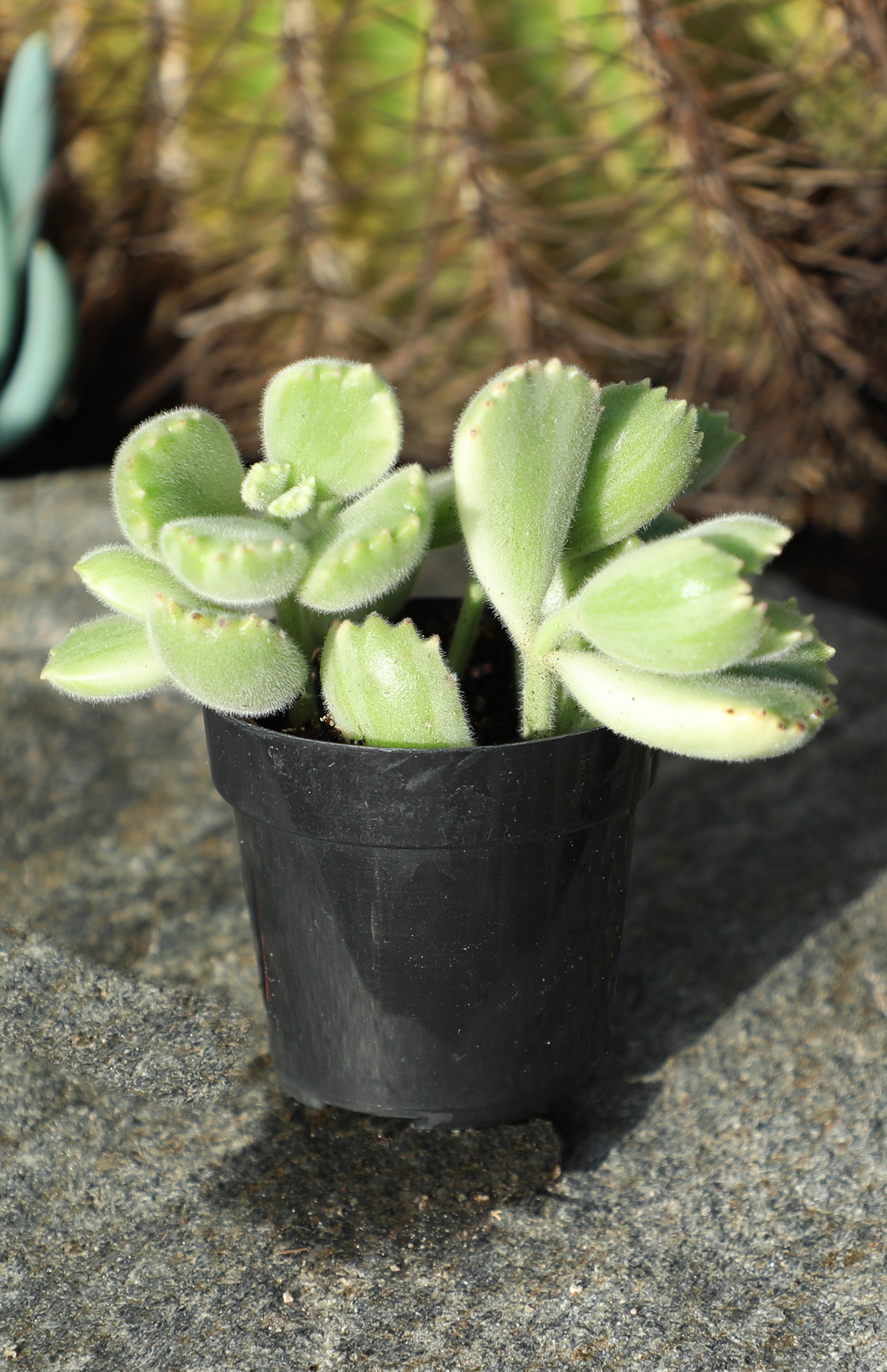 Cotyledon ladismithiensis ‘Variegata’ “Variegated Bear's Paw”