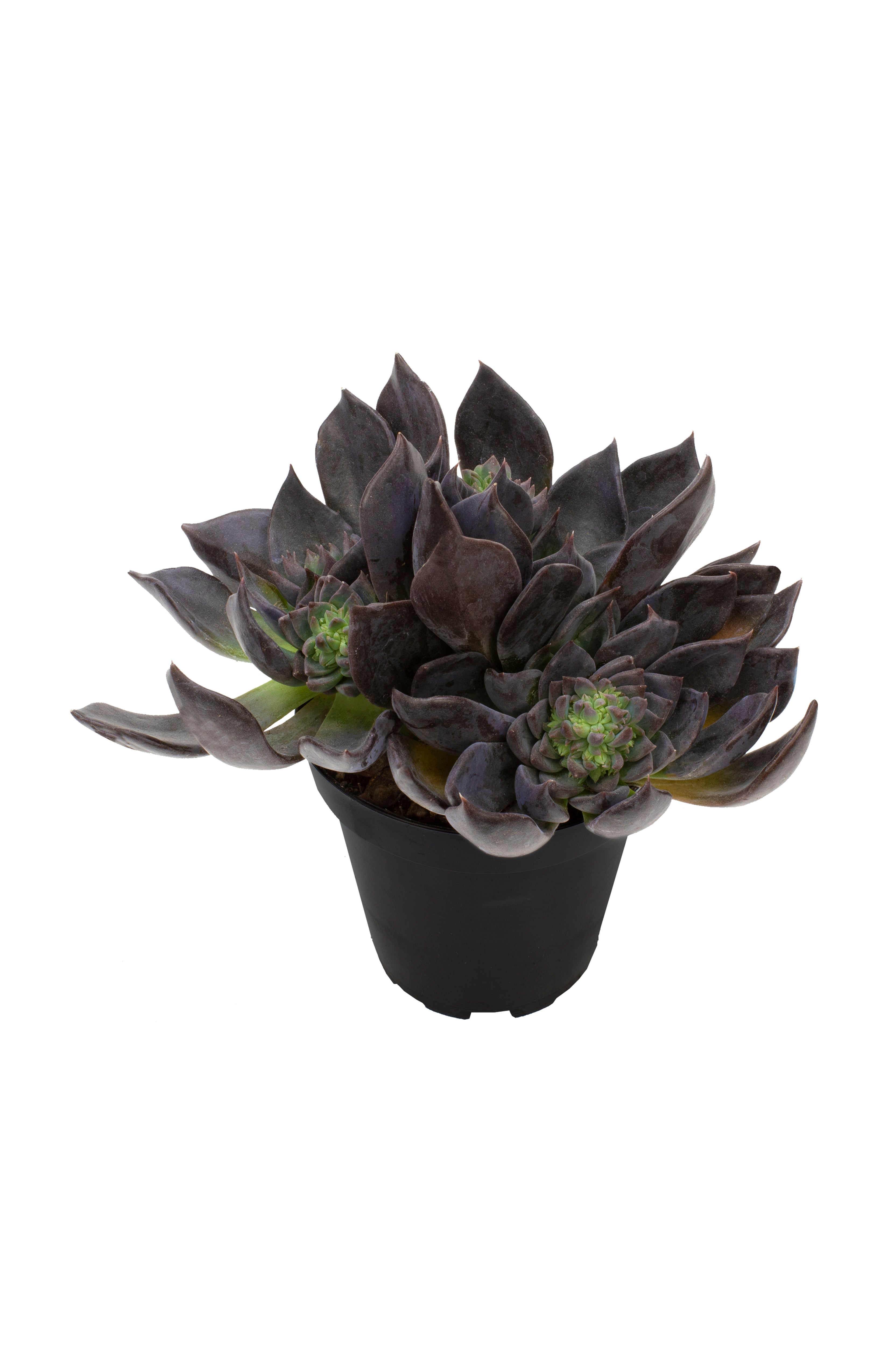 Echeveria 'Dark Moon' US PP28,685