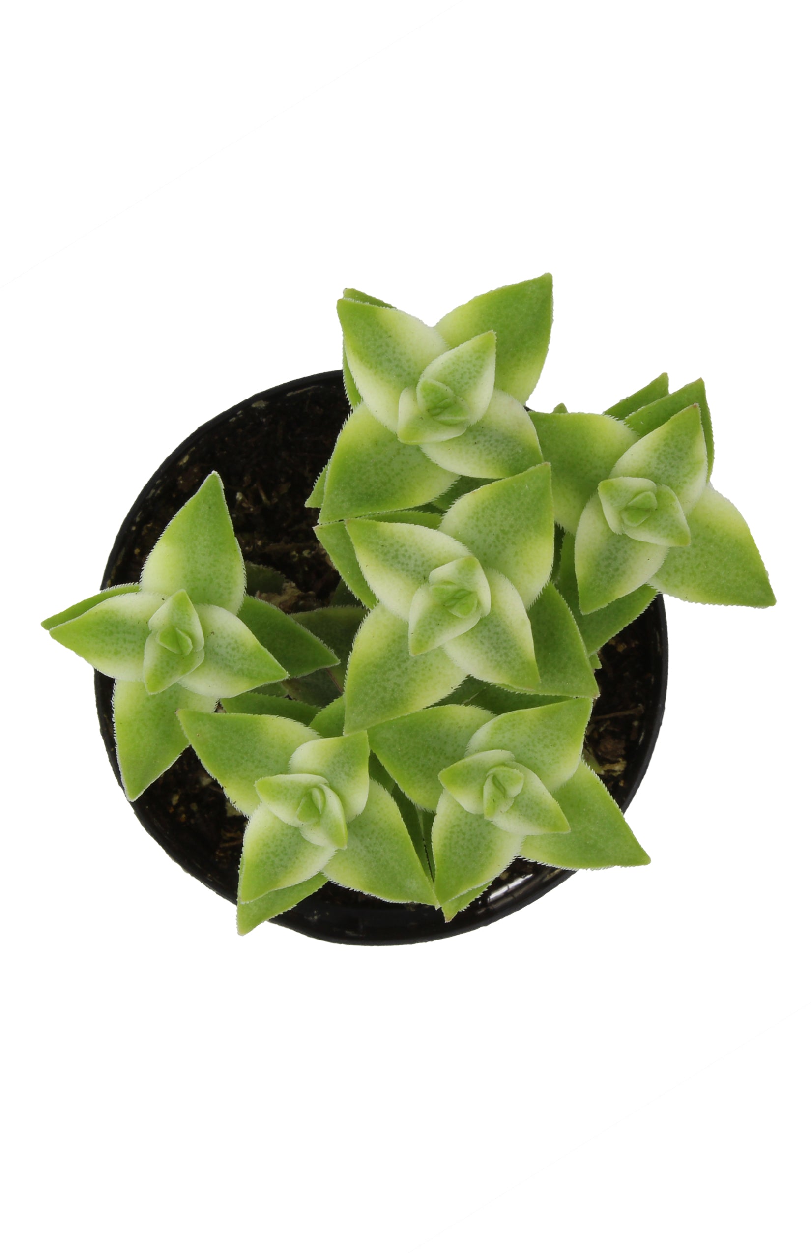 Crassula perforata 'Variegata' "Variegated String of Buttons"