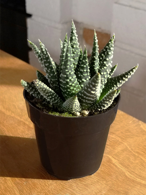3.5" Haworthia ‘Royal Albert’