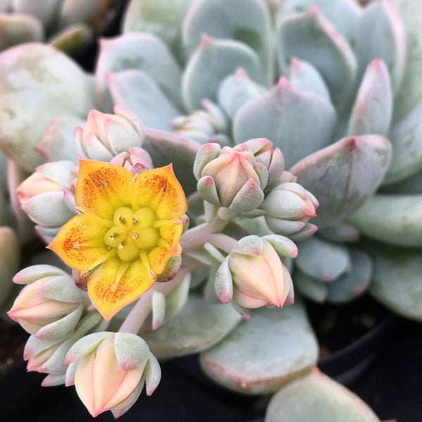 succulent plant with pink and yellow flowers Graptoveria ‘Moonglow’