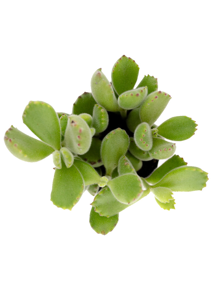 Cotyledon ladismithiensis "Bear's Paw"