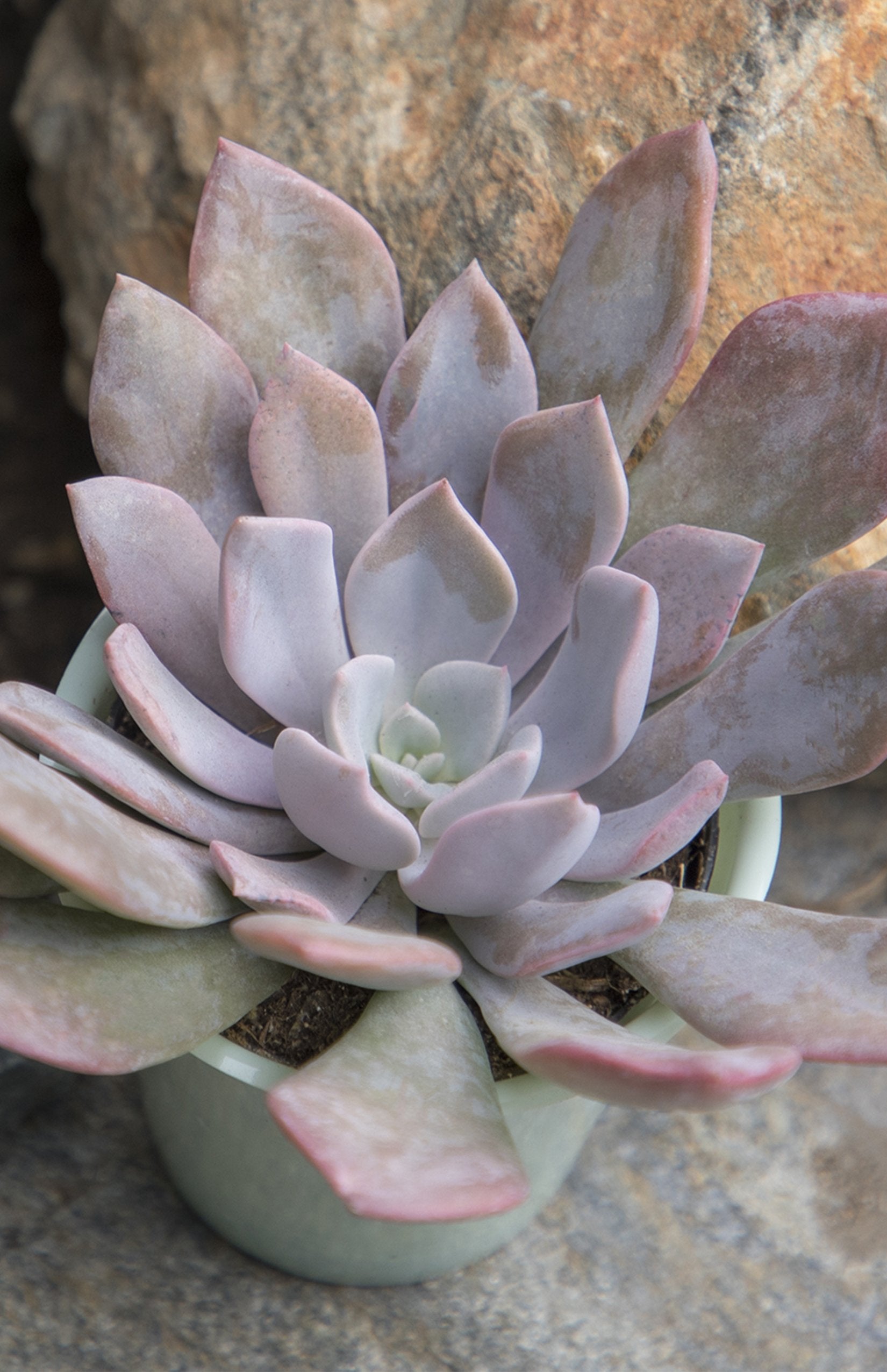 Graptoveria ‘Debbie’ - 2.5- Lifestyle