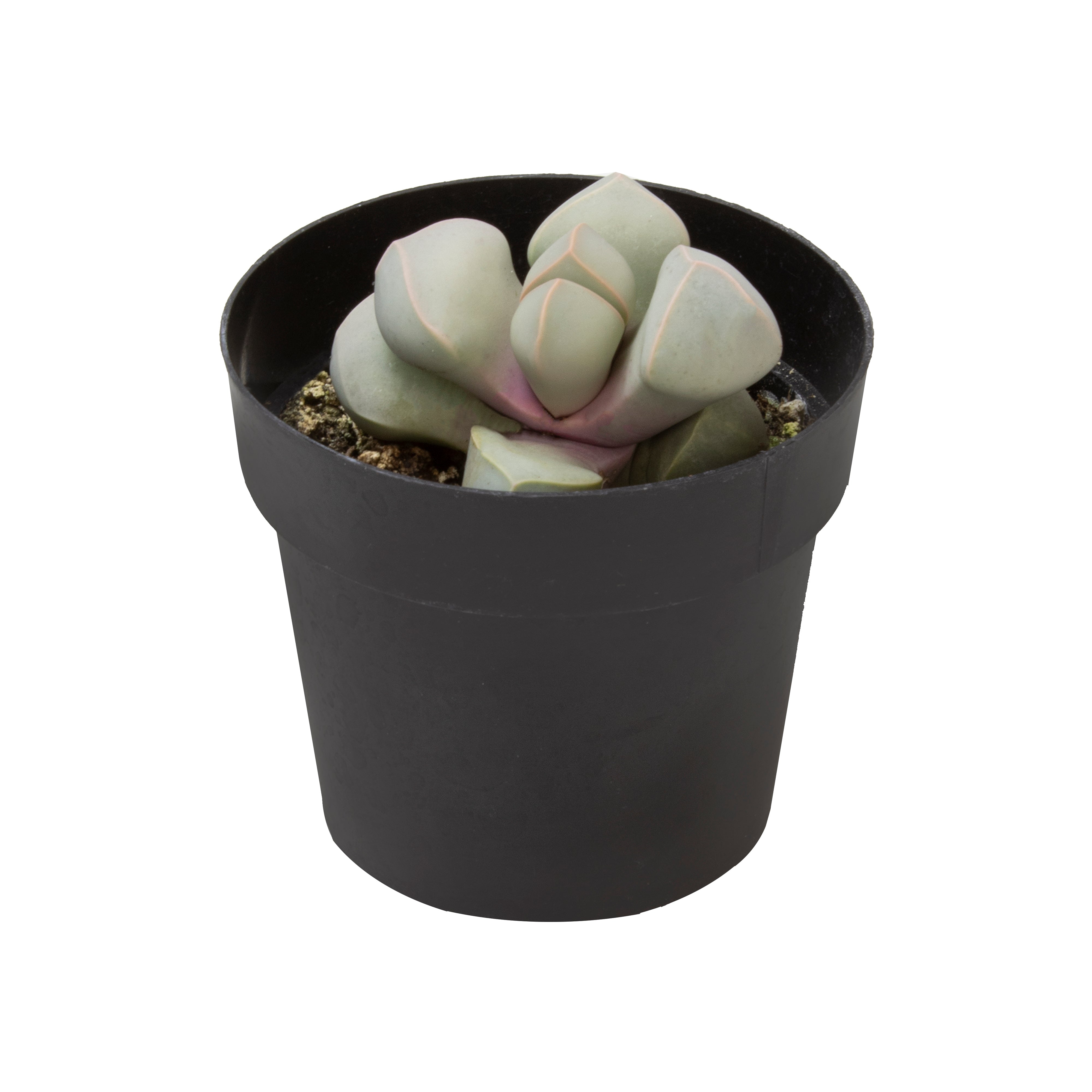 Lapidaria margaretae “Karoo Rose”