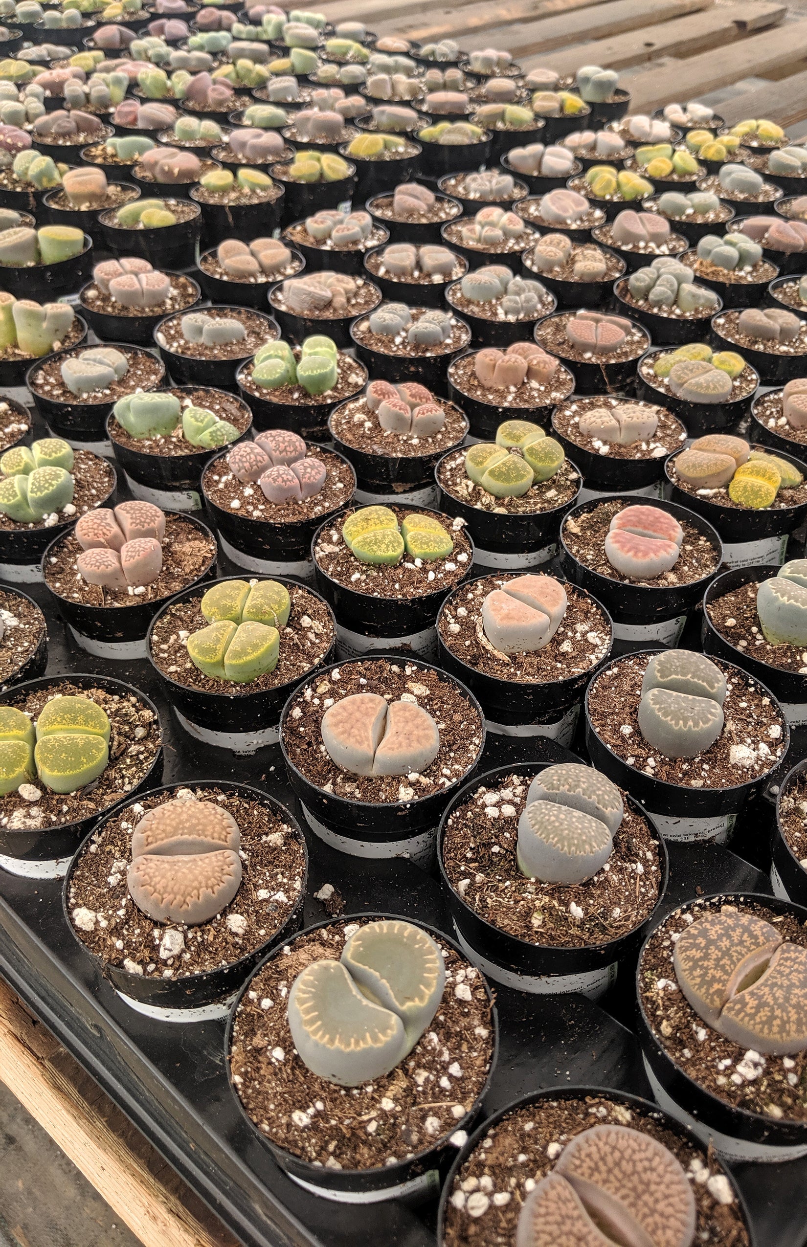 Lithops spp