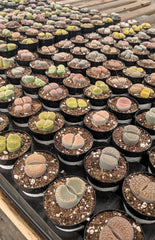 Lithops spp