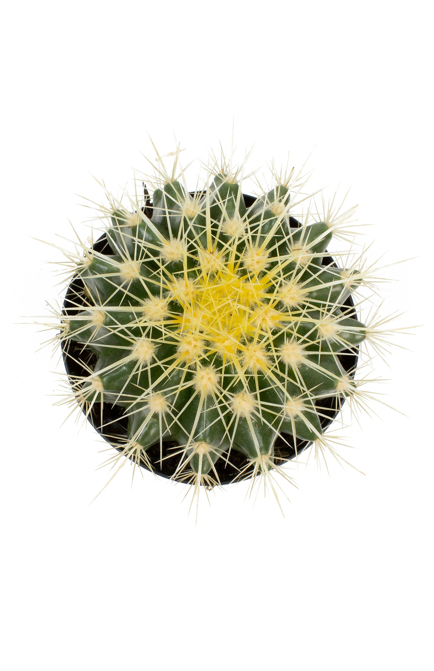 Echinocactus grusonii “Golden Barrel Cactus”
