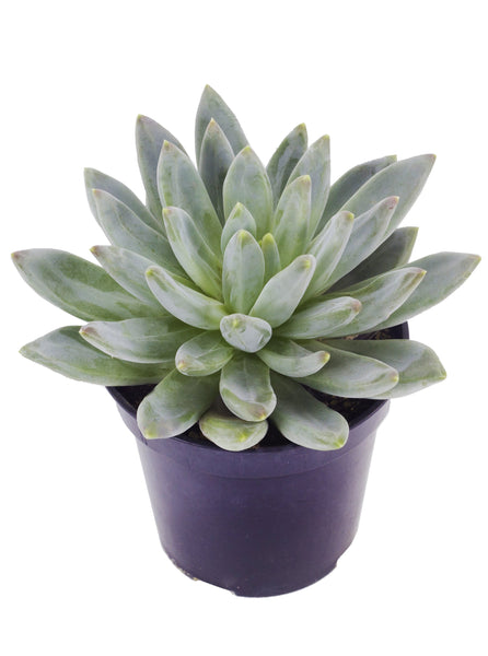echeveria glauca succulent Pachyveria 'Glauca' “Little Jewel” – Altman Plants