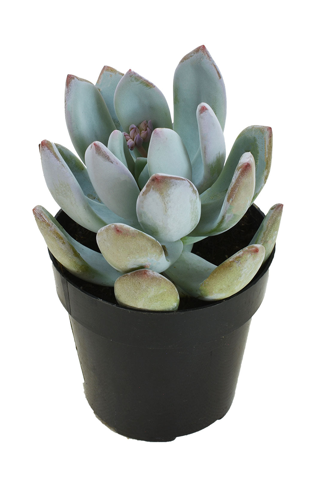 Pachyveria ‘Powder Puff’