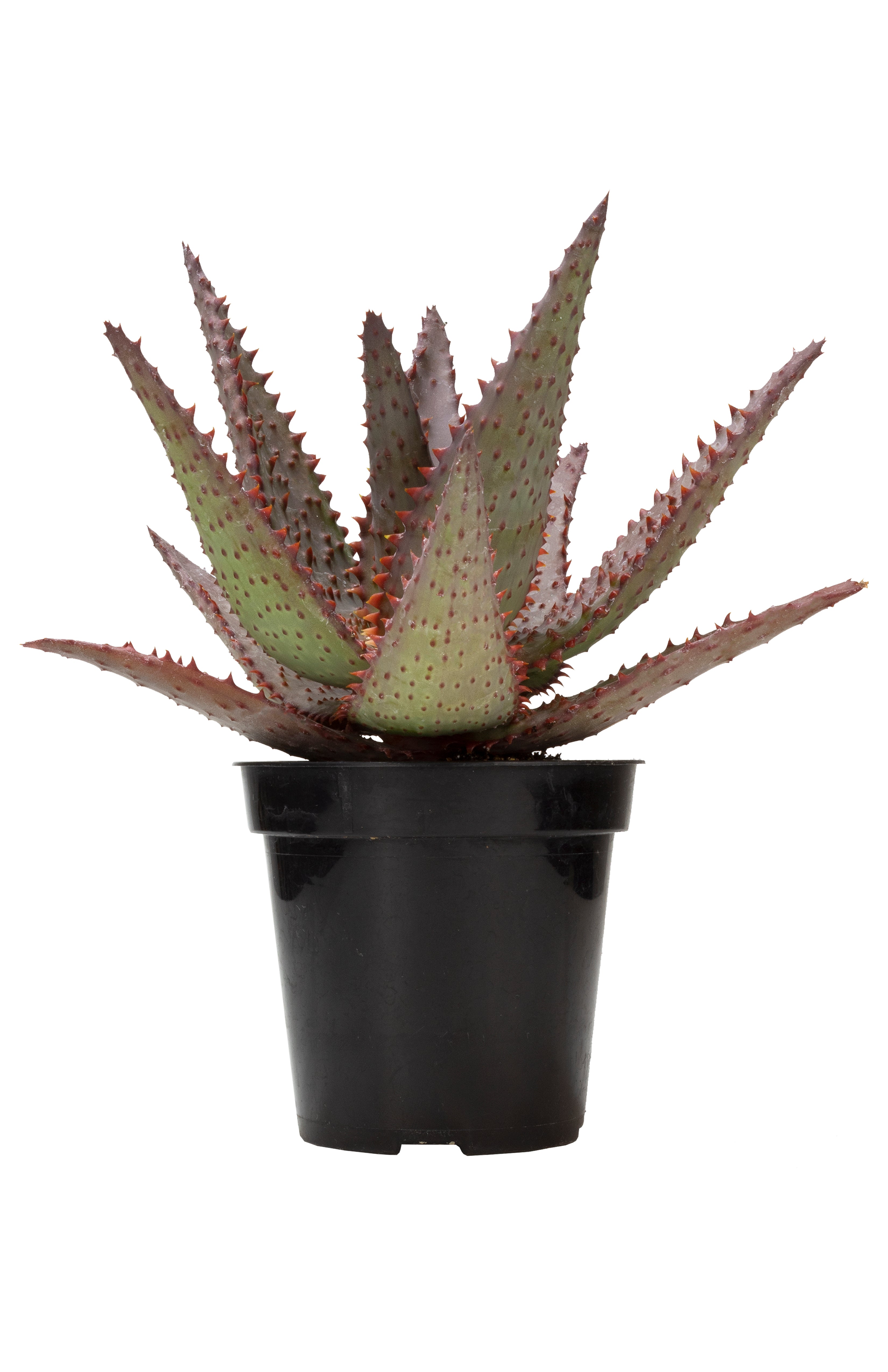 Aloe ‘AJR’