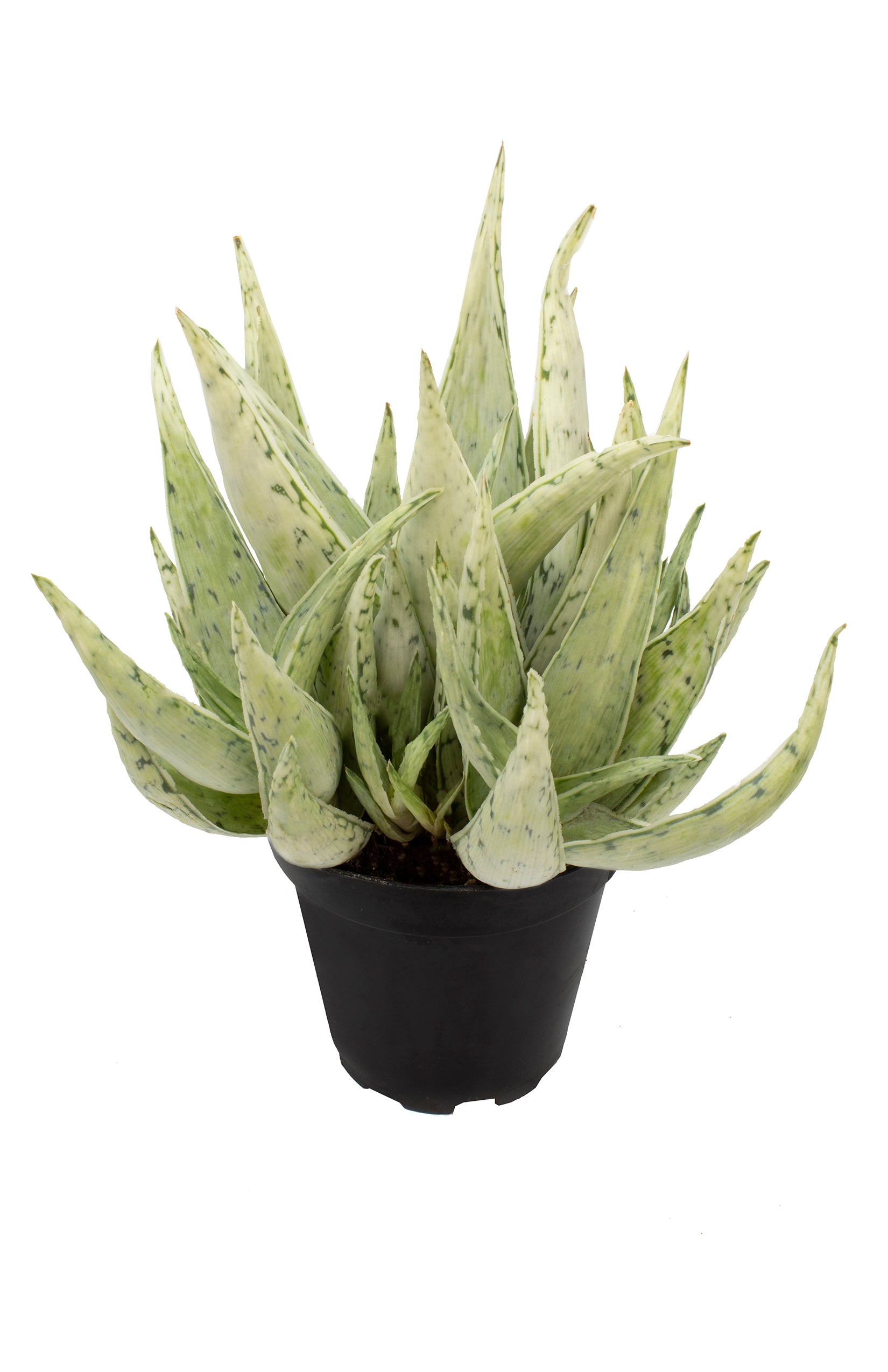 Aloe Snow Drift angle white background