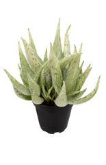 Aloe Snow Drift angle white background