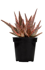 Aloe Crimson Dragon PPAF