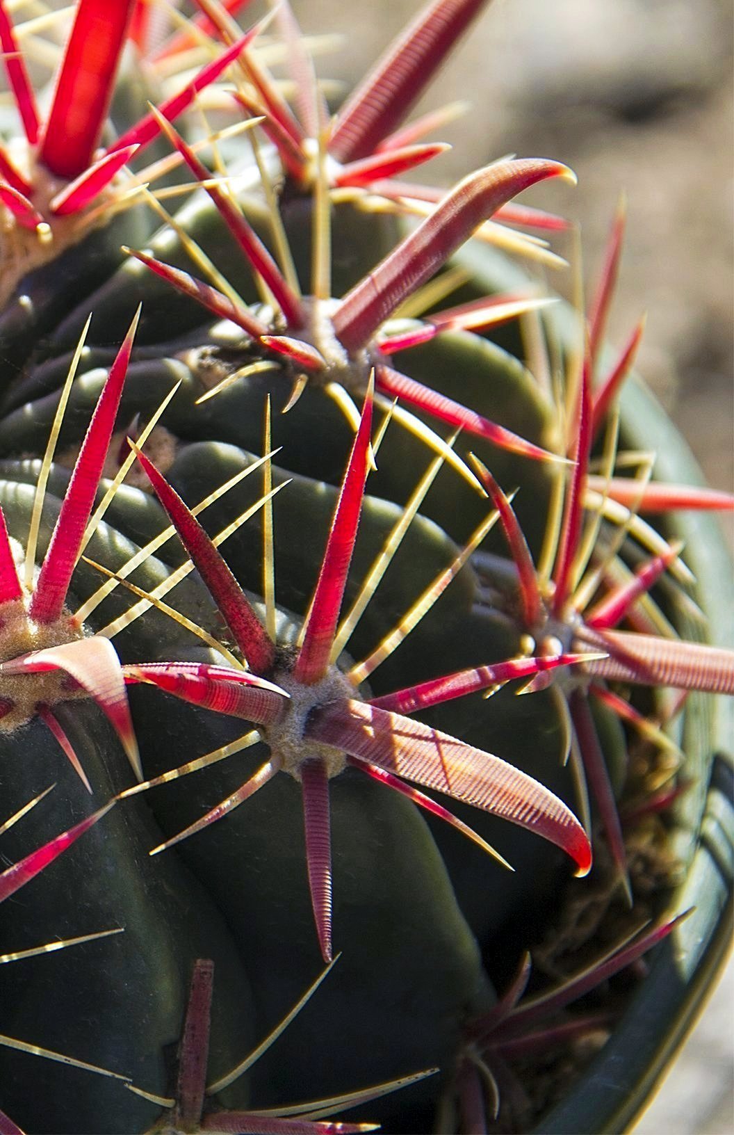 Ferocactus latispinus “Devil’s Tongue Barrel Cactus”