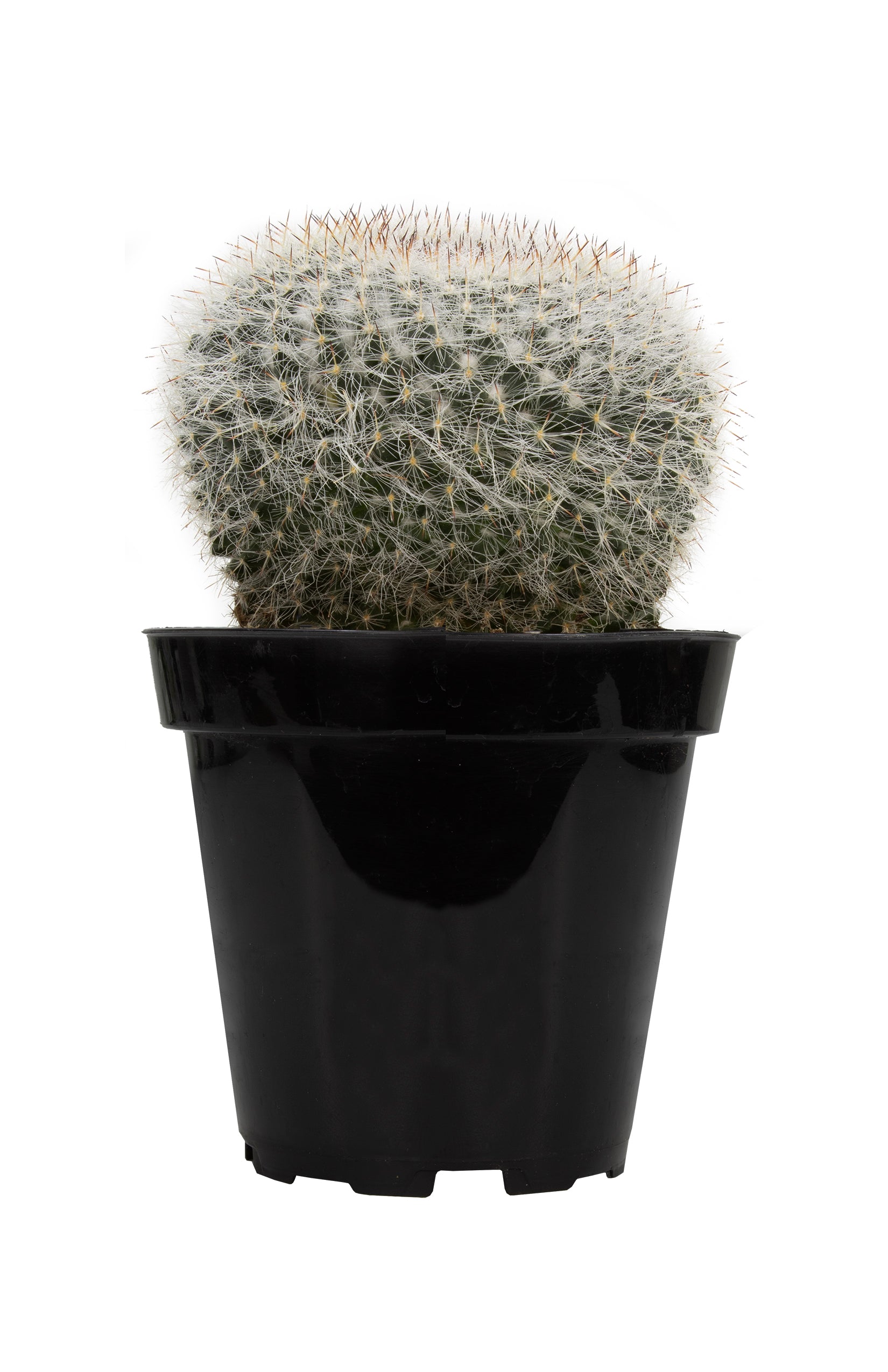 Mammillaria hahniana "Old Lady Cactus"