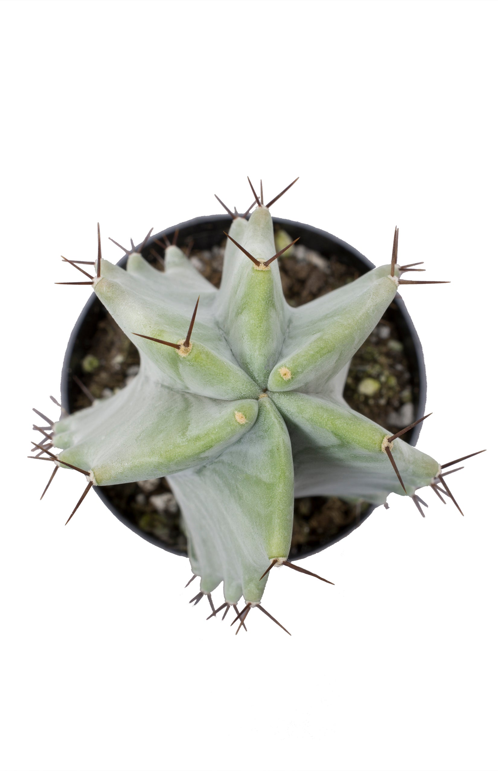 Stenocereus pruinosus “Gray Ghost Organ Pipe”