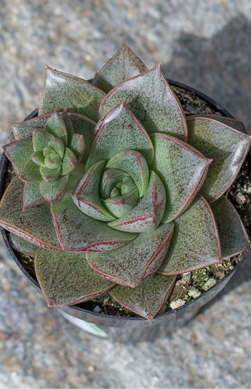 2.5 IN Echeveria Purpusorum- Lifestyle