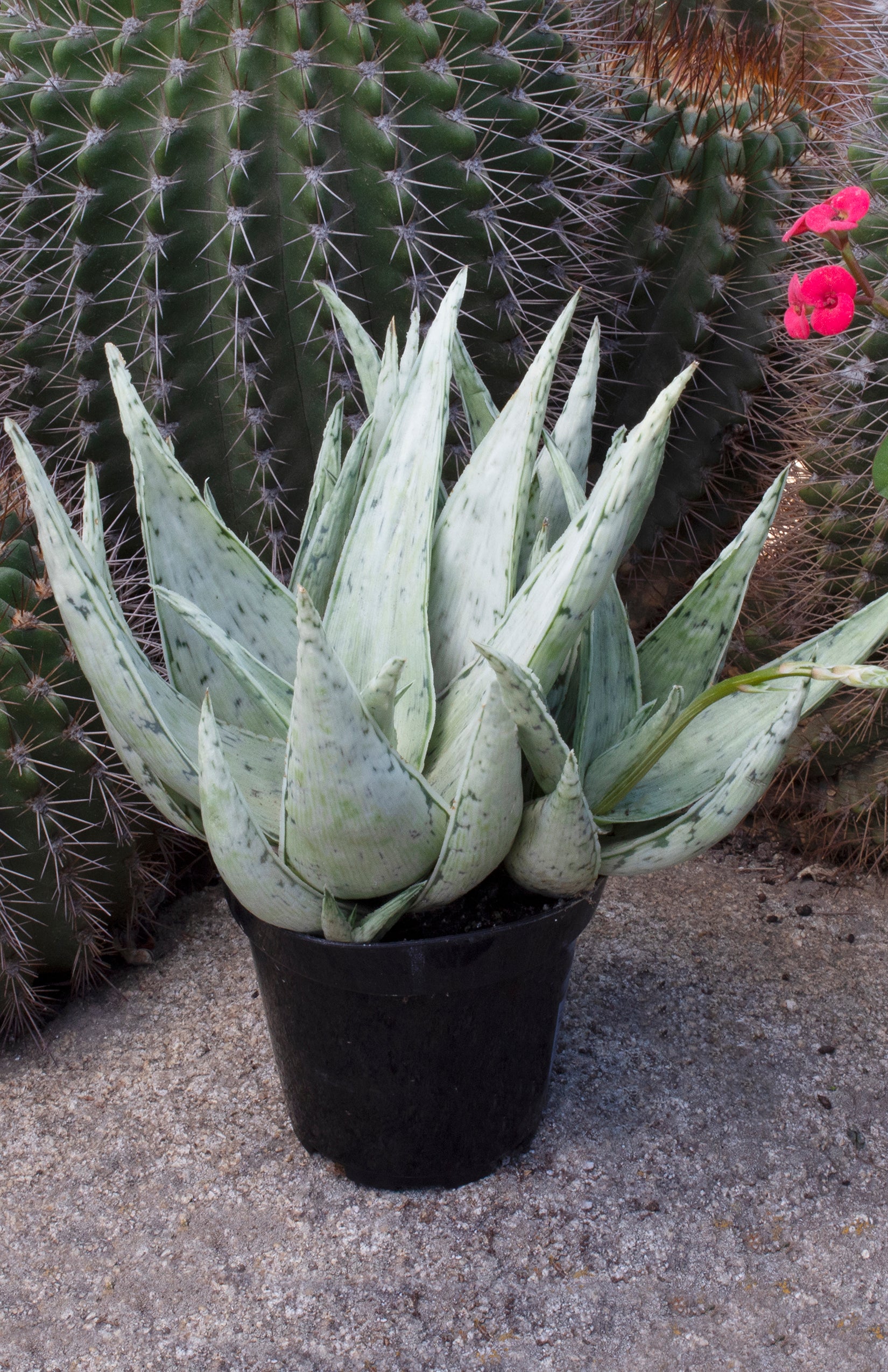 Aloe Snow Drift angle lifestyle