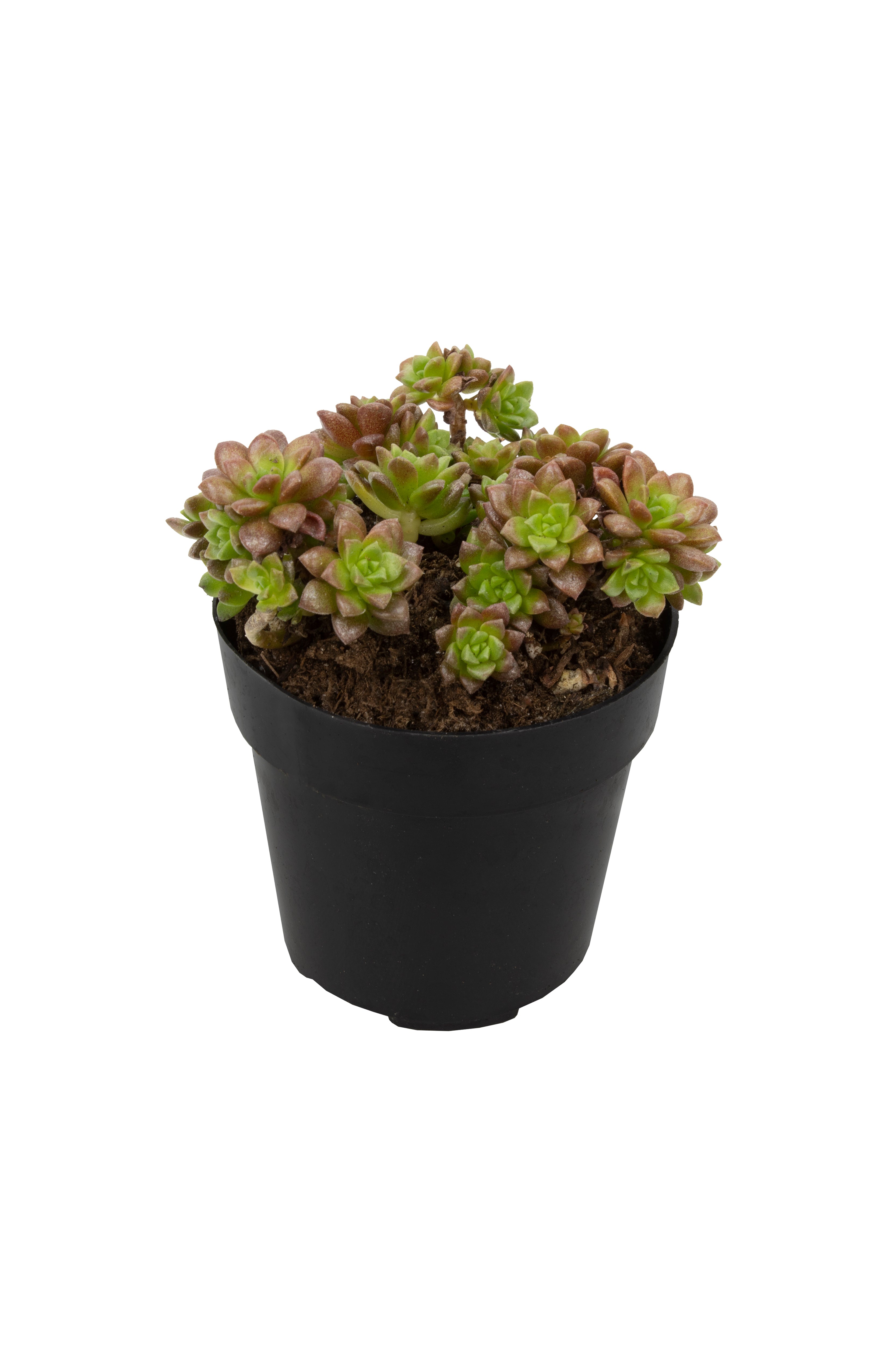 Cremnosedum ‘Little Gem’ - 2.5- Angle
