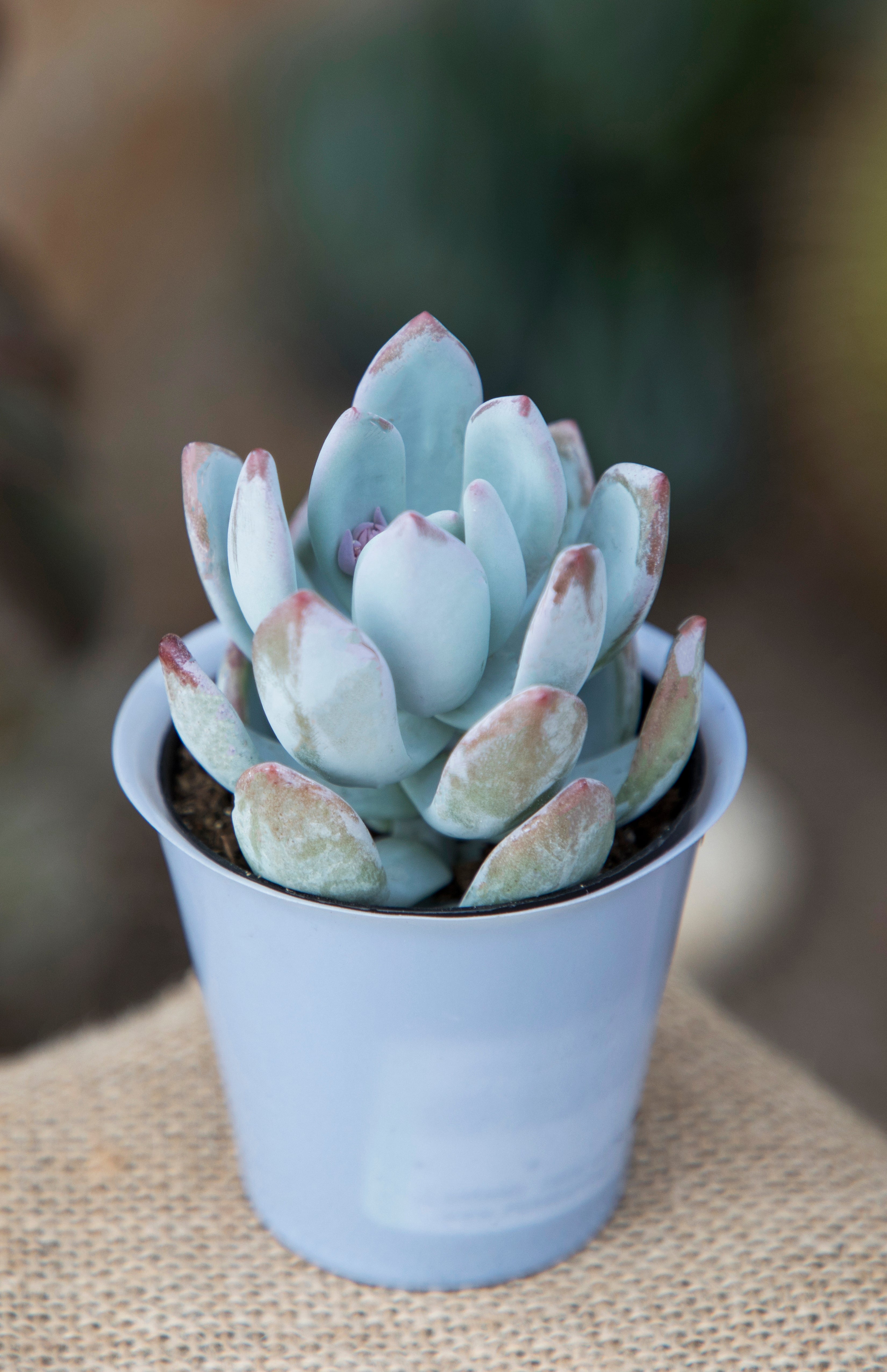 Pachyveria ‘Powder Puff’