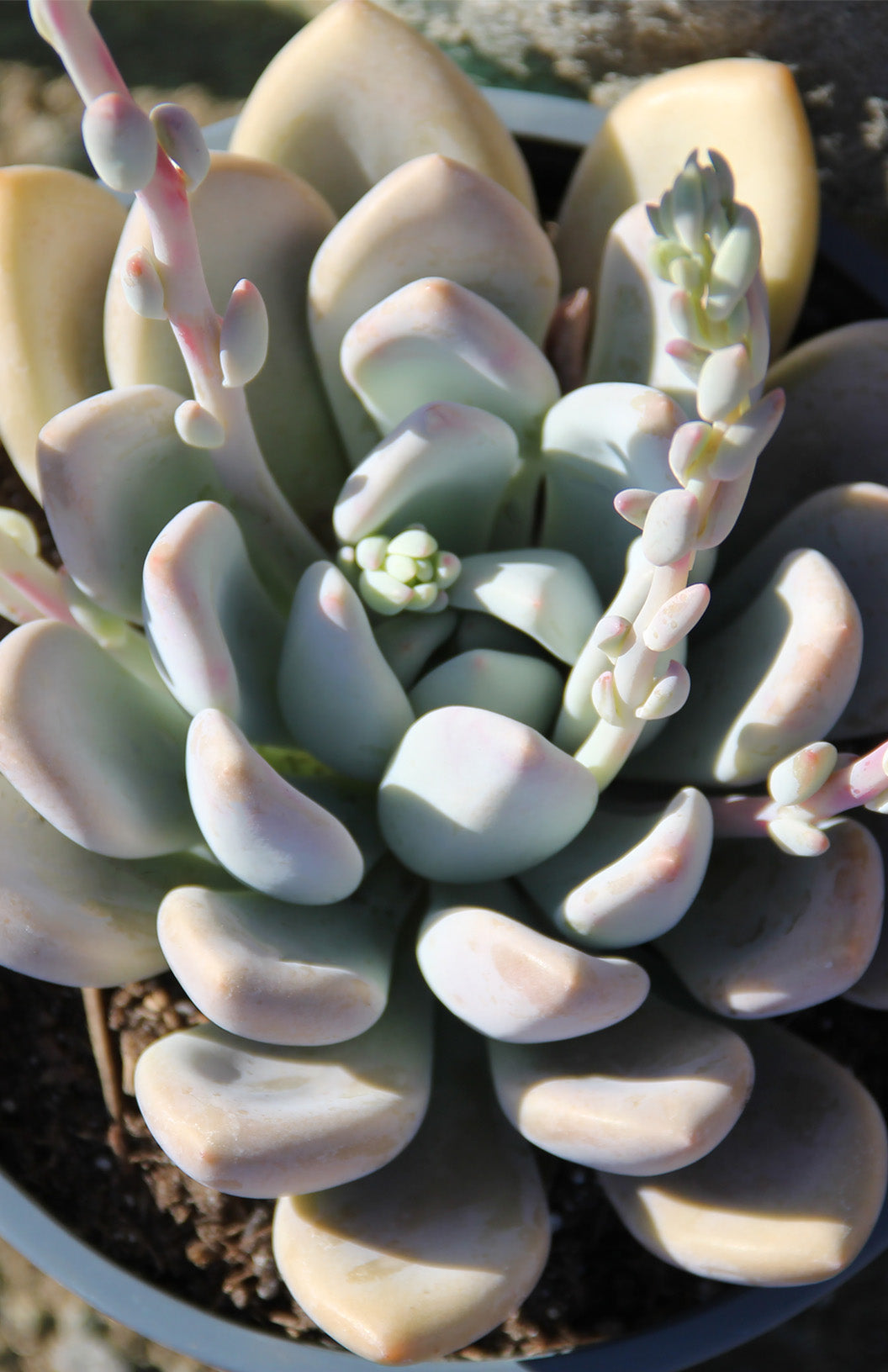 Graptoveria ‘Opalina’