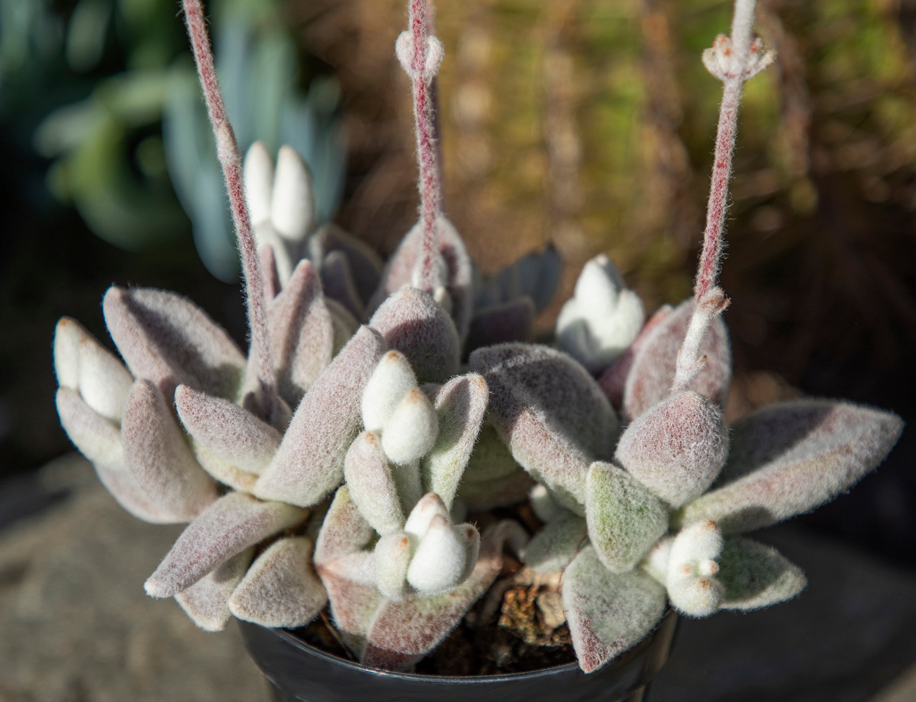 Kalanchoe eriophylla “Snow White Panda Plant”