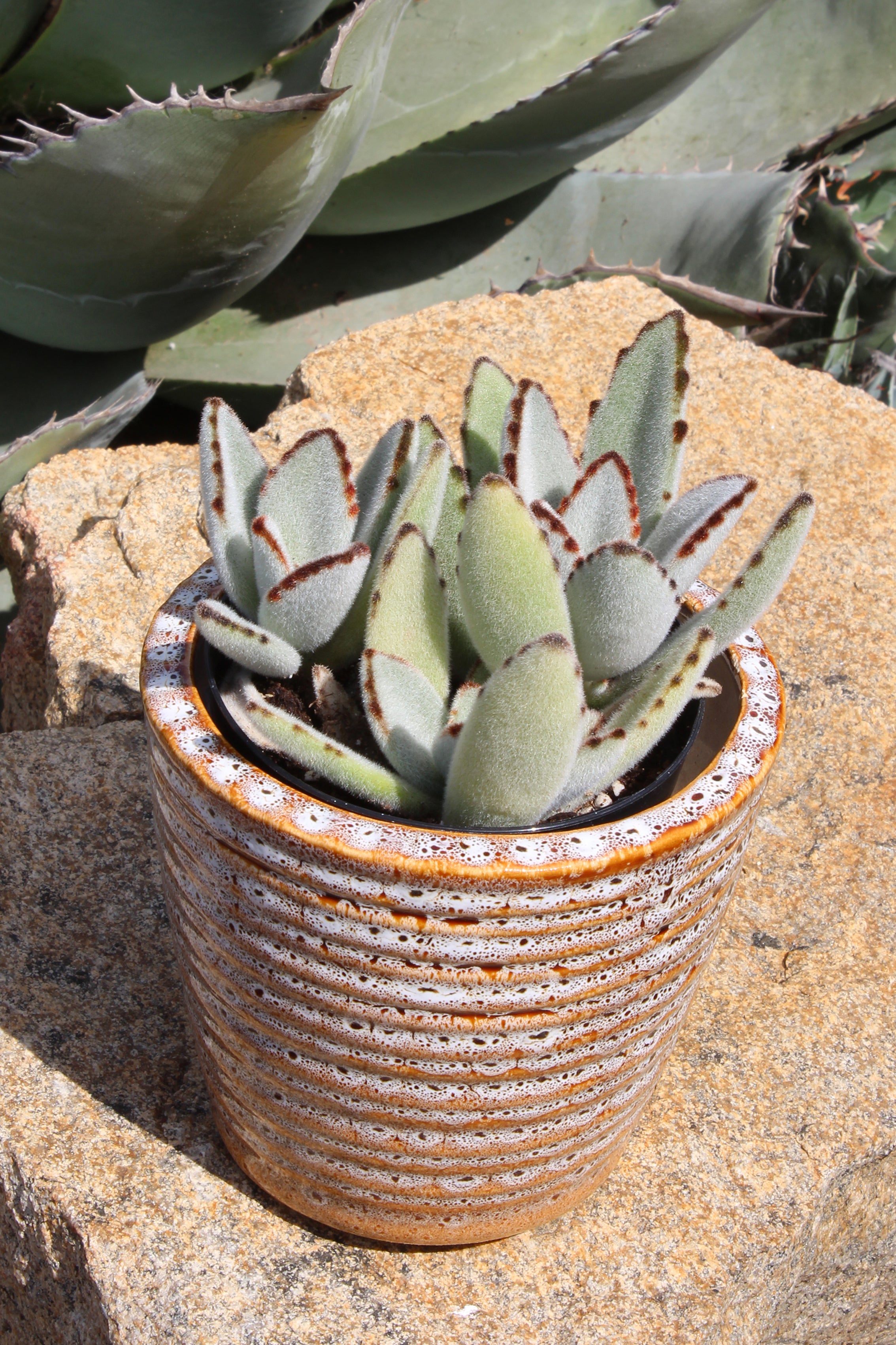 3.5"- Kalanchoe tomentosa “Panda Plant”- Lifestyle