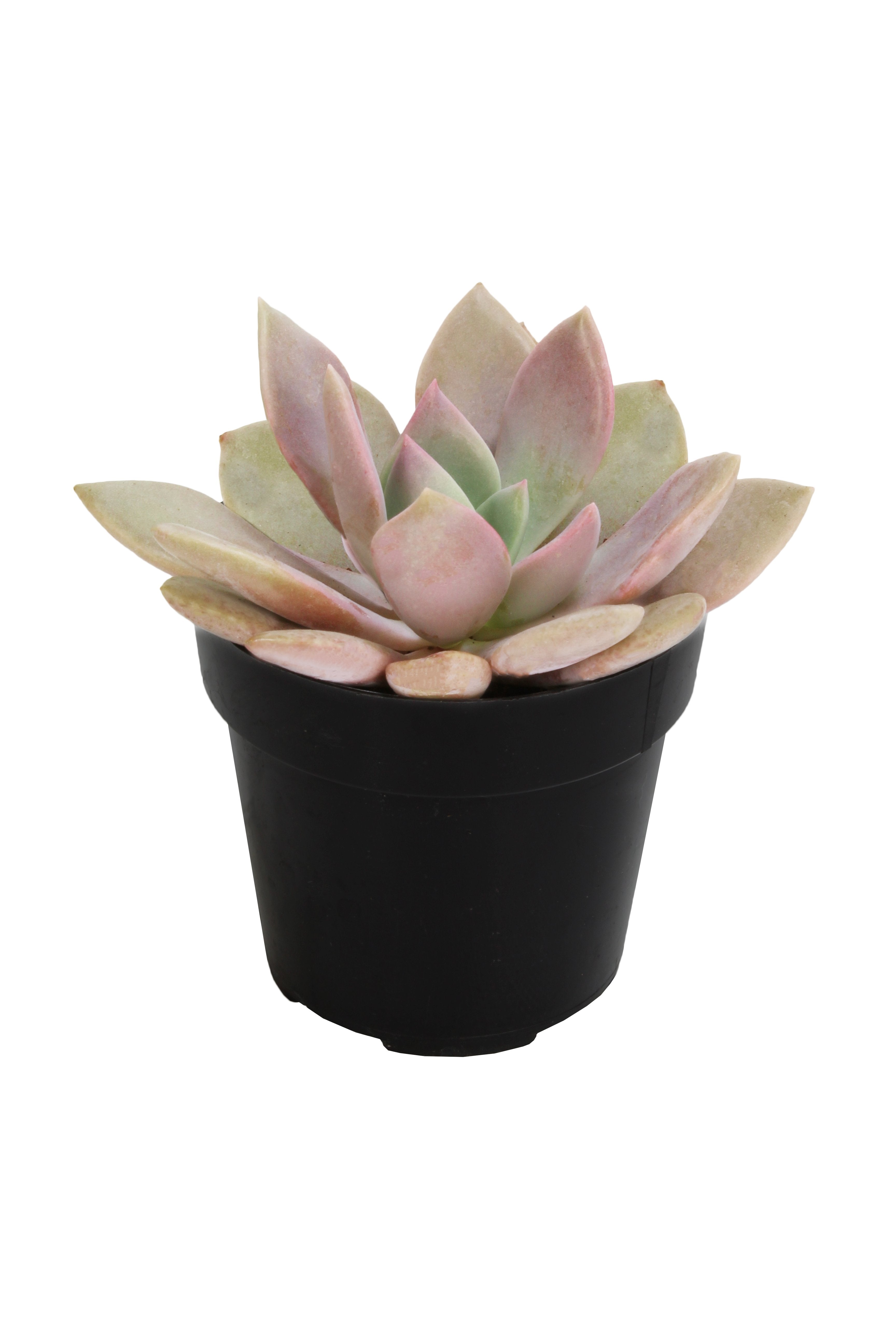 Graptoveria ‘Debbie’ - 2.5- Angle