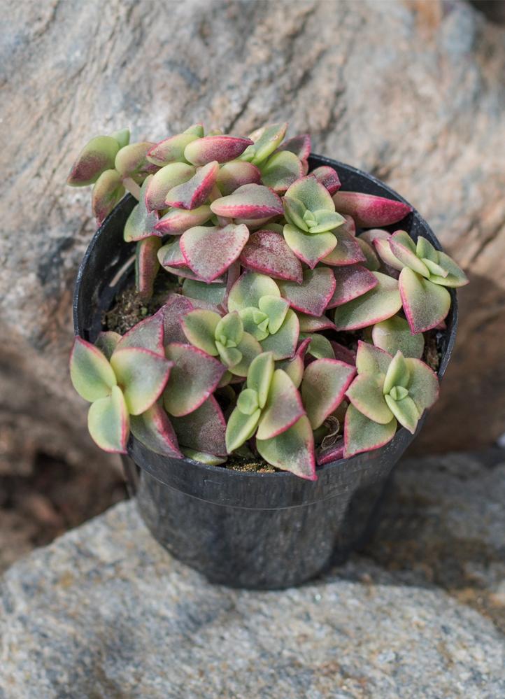 Crassula marginalis rubra ‘Variegata’ “Calico Kitten”
