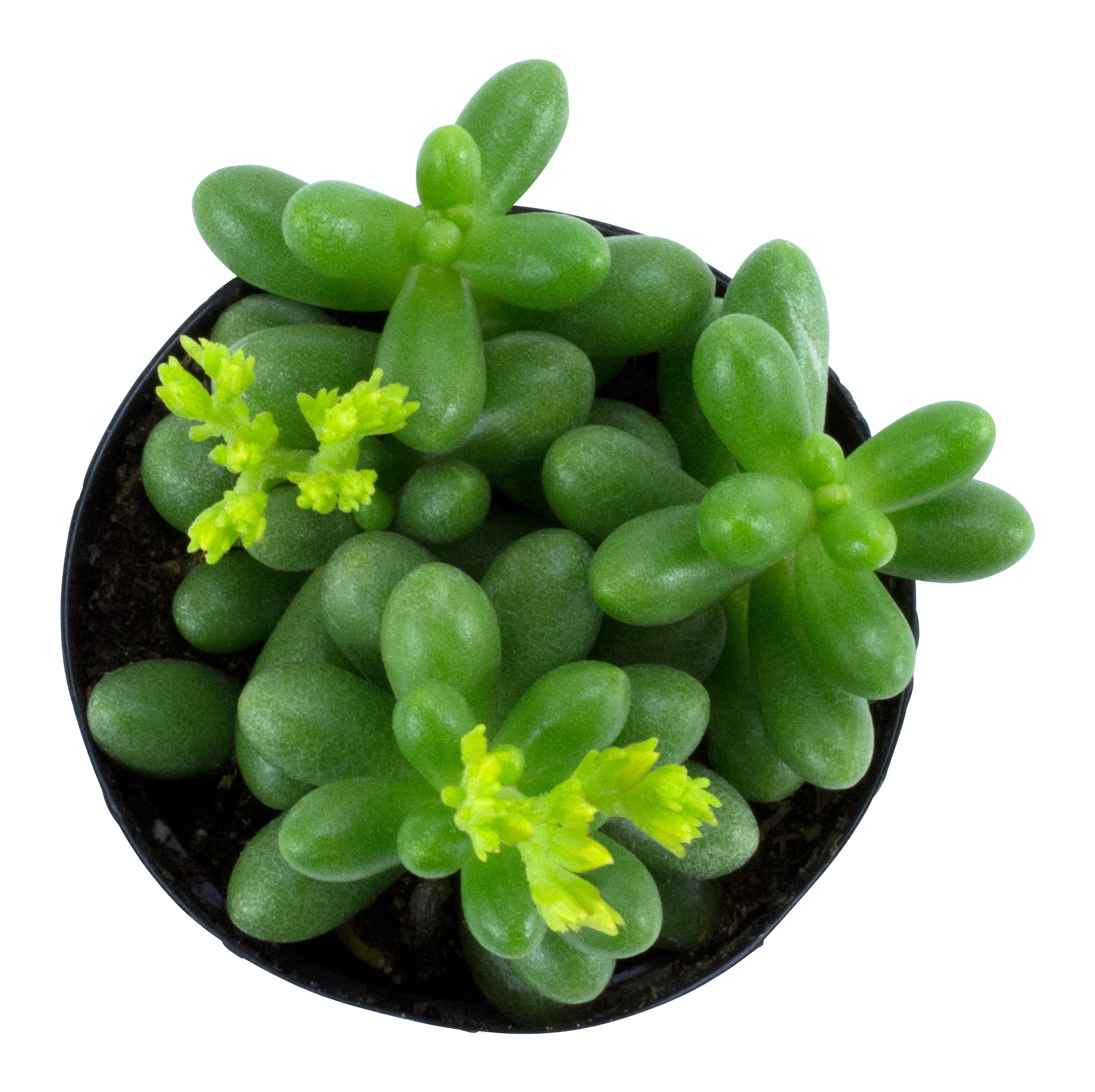 Garden Champions™ Sedum hernandezii
