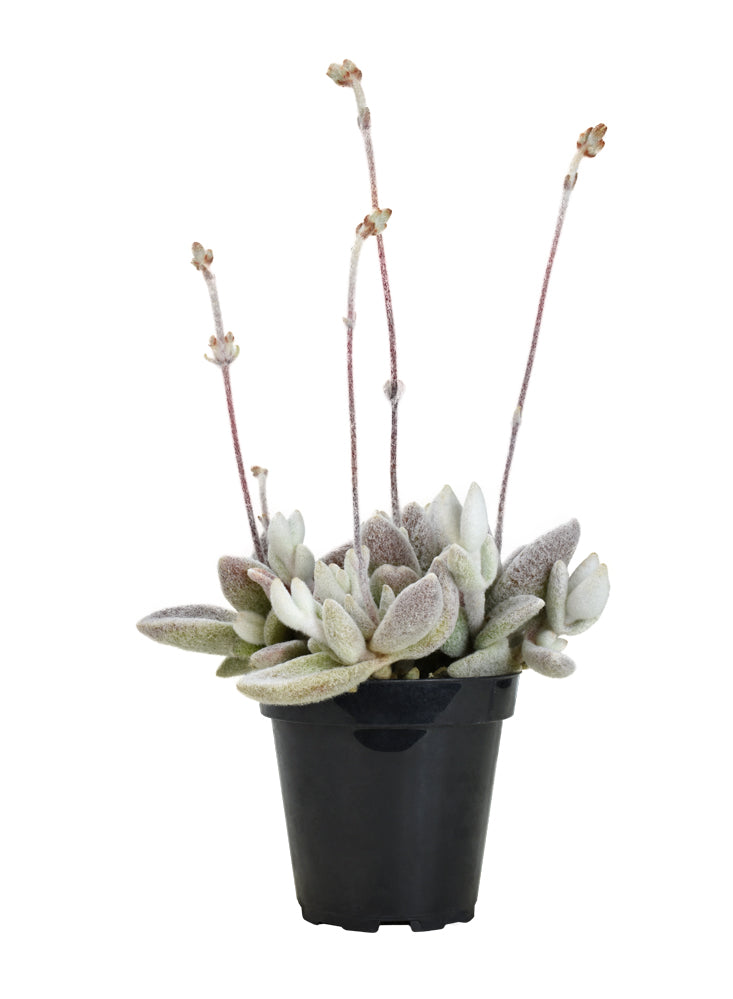 Kalanchoe eriophylla “Snow White Panda Plant”