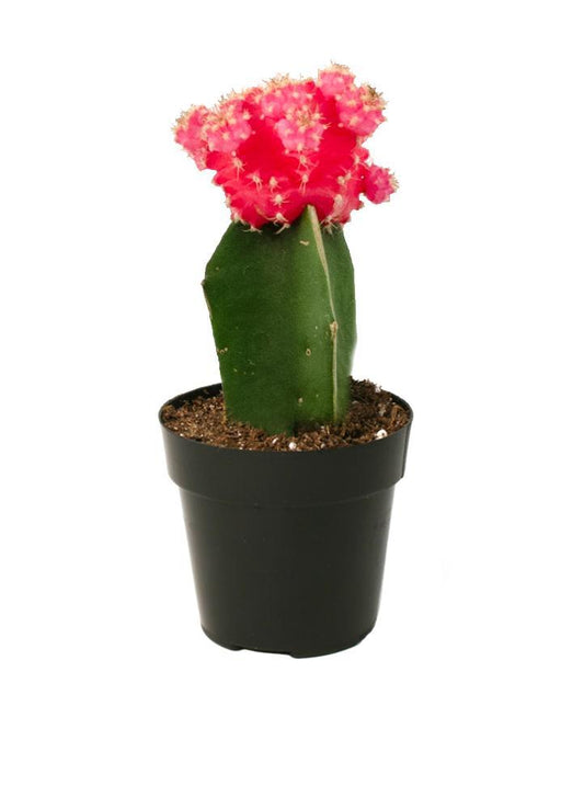 Gymnocalycium mihanovichii ‘Hibotan’ Moon Cactus plant