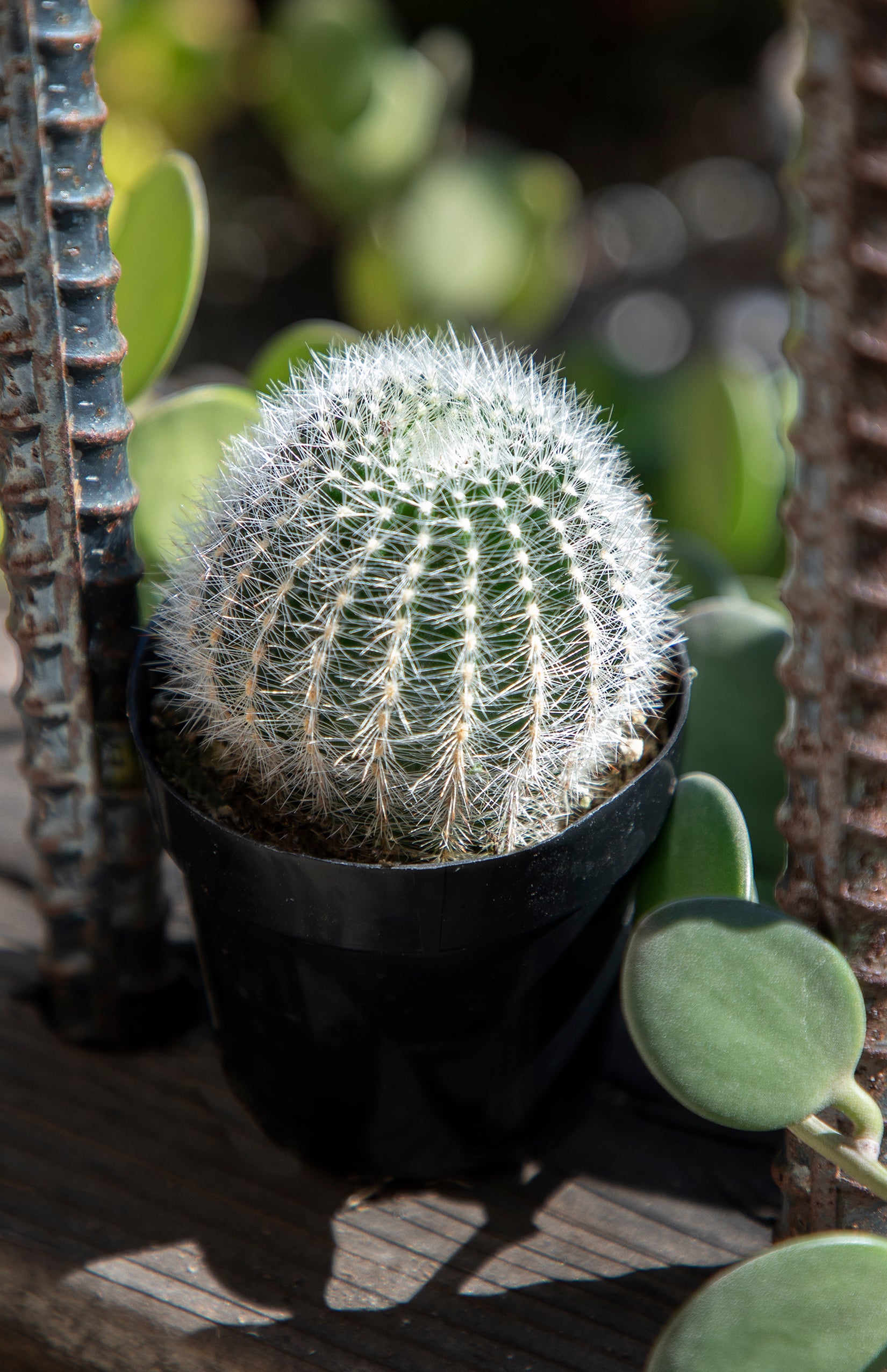 Echinopsis leucomalla "Cob Cactus"