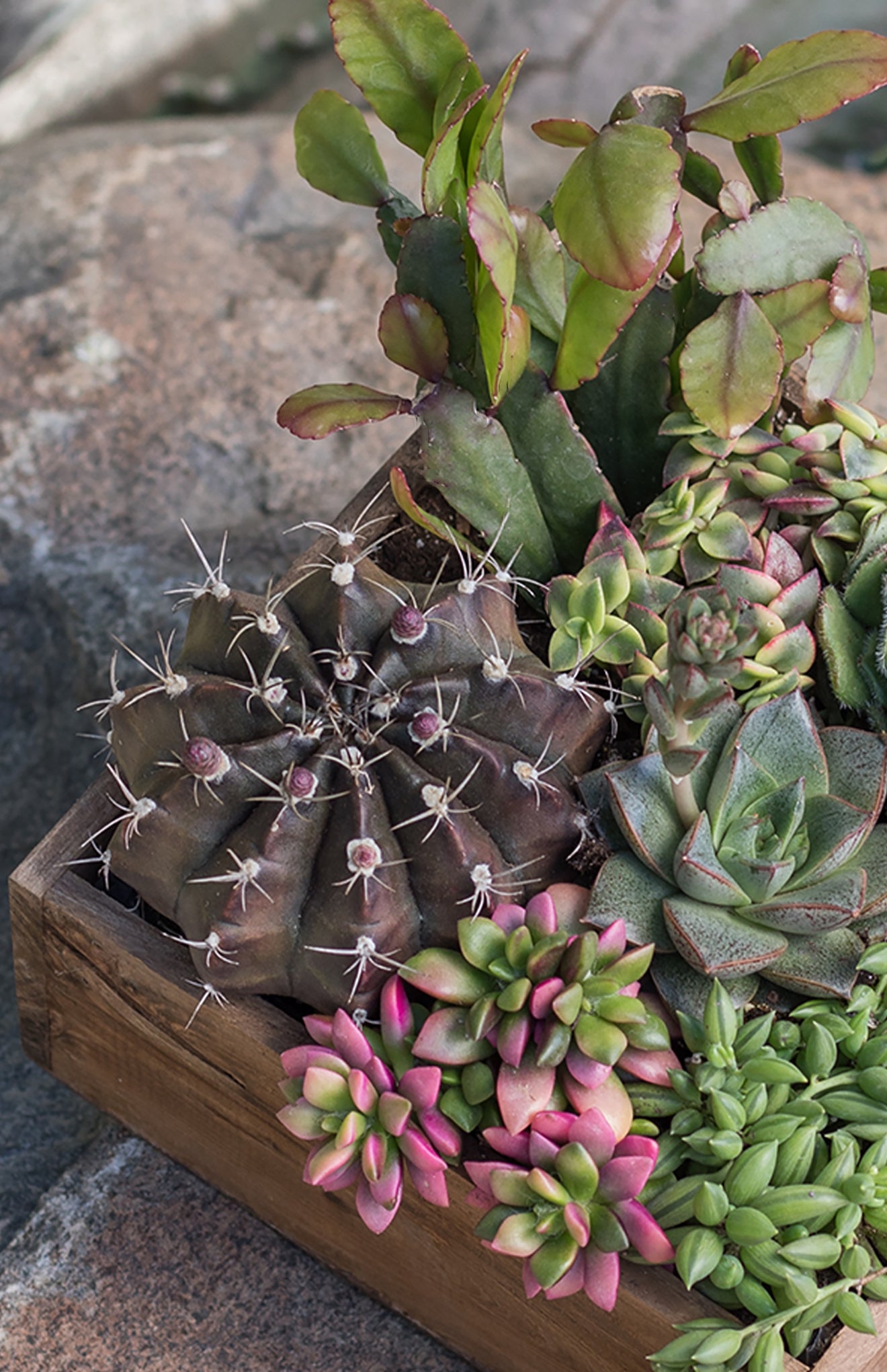 Gymnocalycium mihanovichii friedrichii